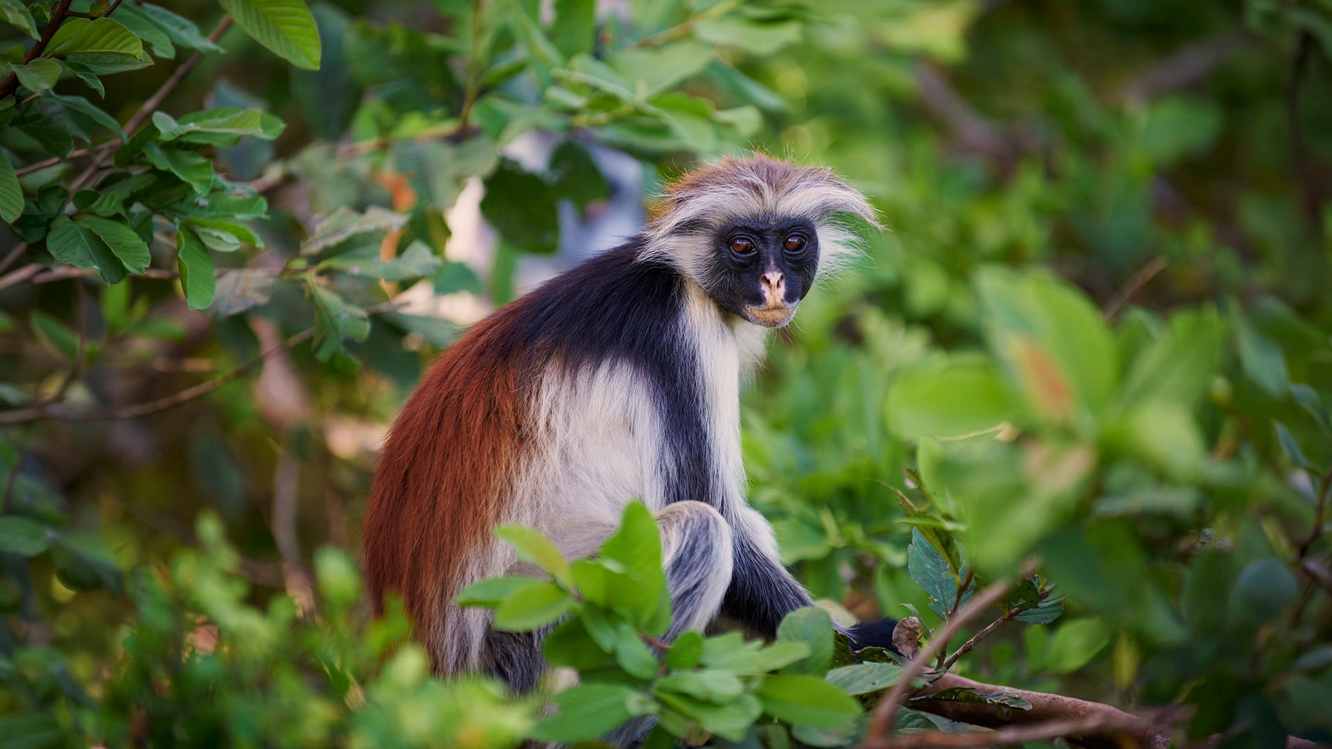 red colobus monkey